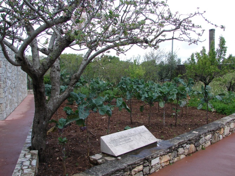 garden behind homes of the children This is cabbage.jpg